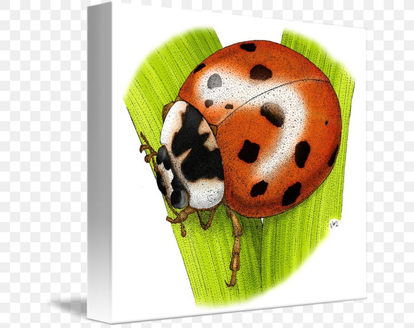 Asian Lady Beetle Biedronka Imagekind Poland, PNG, 648x650px, Beetle, Art, Asian Lady Beetle, Biedronka, Fine Art Download Free