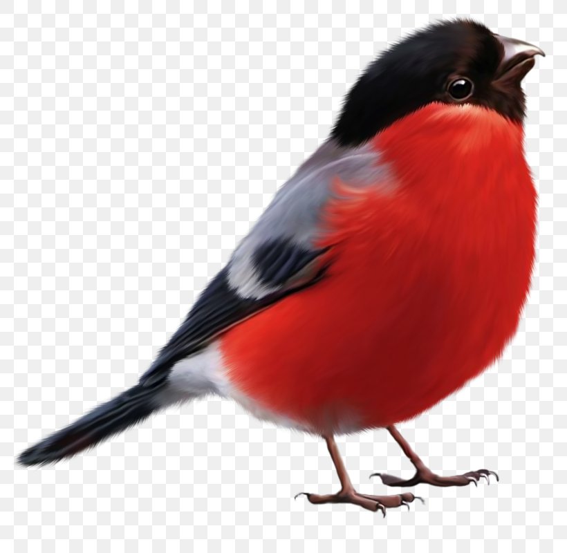 Bird Eurasian Bullfinch Owl Clip Art, PNG, 800x800px, Bird, Animal, Animation, Beak, Bullfinch Download Free