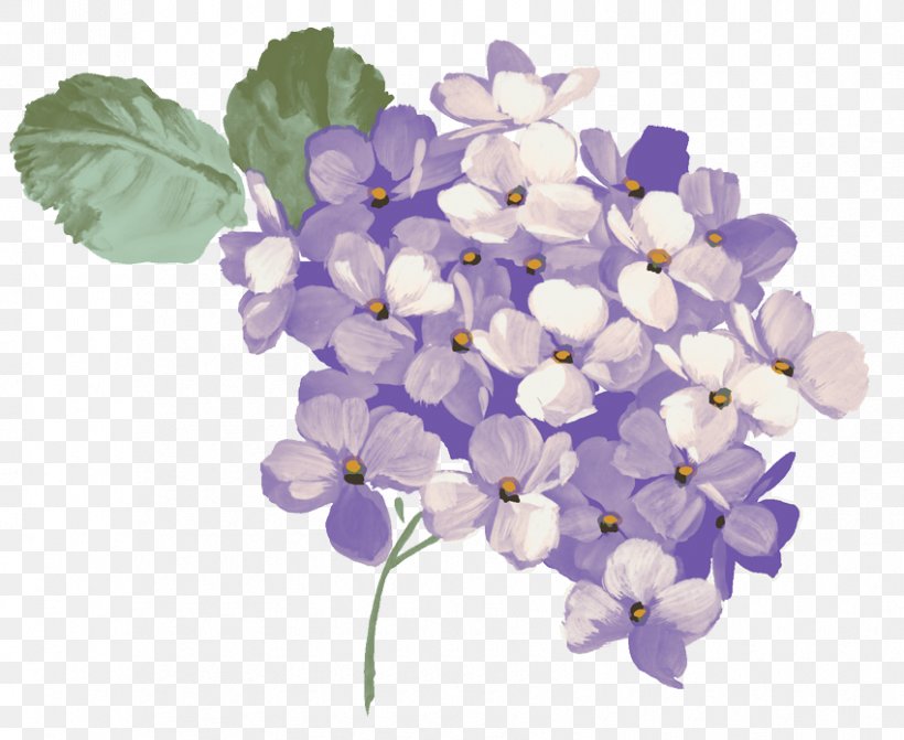 French Hydrangea Clip Art Openclipart Image Graphics, PNG, 850x696px, French Hydrangea, Cornales, Cut Flowers, Flower, Flowering Plant Download Free