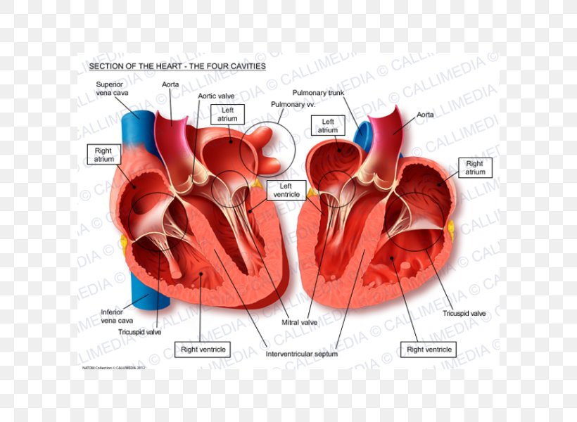 Heart Anatomy Thoracic Cavity Body Cavity Circulatory System, PNG, 600x600px, Watercolor, Cartoon, Flower, Frame, Heart Download Free