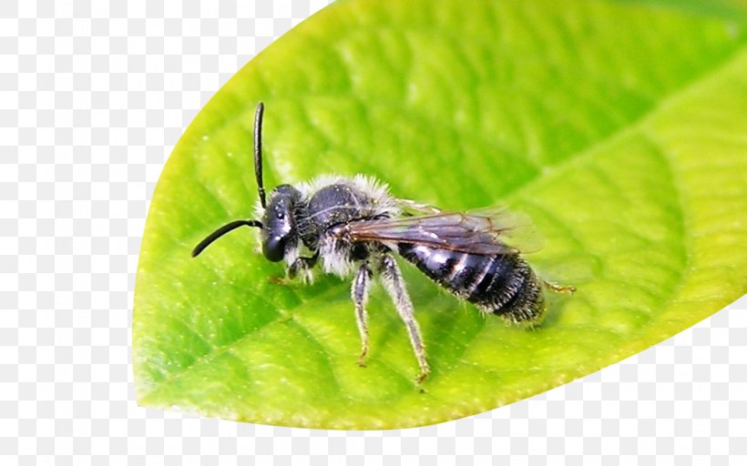 Honey Bee Galaga Bumblebee Apidae Insect, PNG, 1028x642px, Honey Bee, Android, Apidae, Arthropod, Bee Download Free