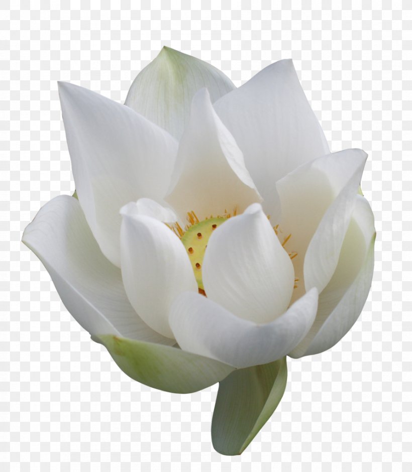 Nelumbo Nucifera Flower Clip Art, PNG, 893x1024px, Nelumbo Nucifera, Flower, Flowering Plant, Line Art, Lotus Effect Download Free