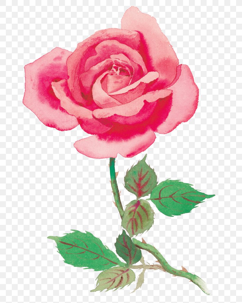 Rose Stock Photography Clip Art, PNG, 724x1024px, Rose, China Rose, Cut Flowers, Floral Design, Floribunda Download Free