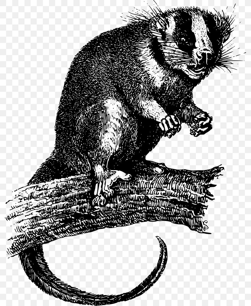 Virginia Opossum Phalangeriformes Feather-tailed Possum Clip Art, PNG, 789x1000px, Opossum, Apparent Death, Beaver, Black And White, Carnivoran Download Free