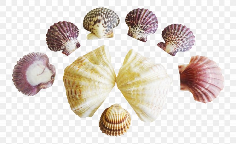 Cockle Clam Seashell Conchology, PNG, 5057x3107px, Cockle, Clam, Clams Oysters Mussels And Scallops, Conch, Conchology Download Free
