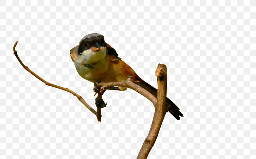 Finch Macaw Parakeet Beak Feather, PNG, 1600x1000px, Finch, Beak, Bird, Branch, Common Pet Parakeet Download Free