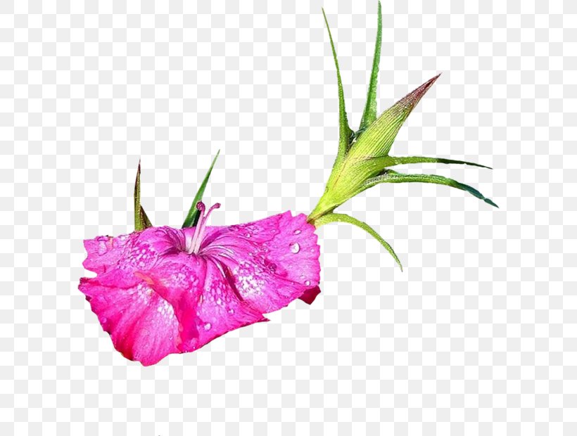 Flower Gladiolus Clip Art, PNG, 600x620px, 2016, 2017, Flower, Cut Flowers, Drawing Download Free