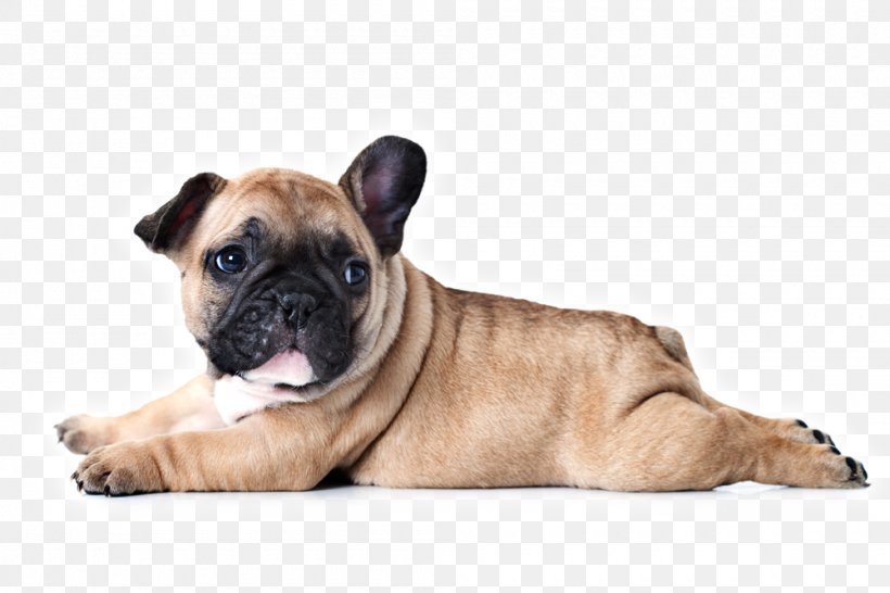 French Bulldog Puppy Dog Breed Stock Photography, PNG, 1000x667px, French Bulldog, Breed, Bulldog, Carnivoran, Companion Dog Download Free