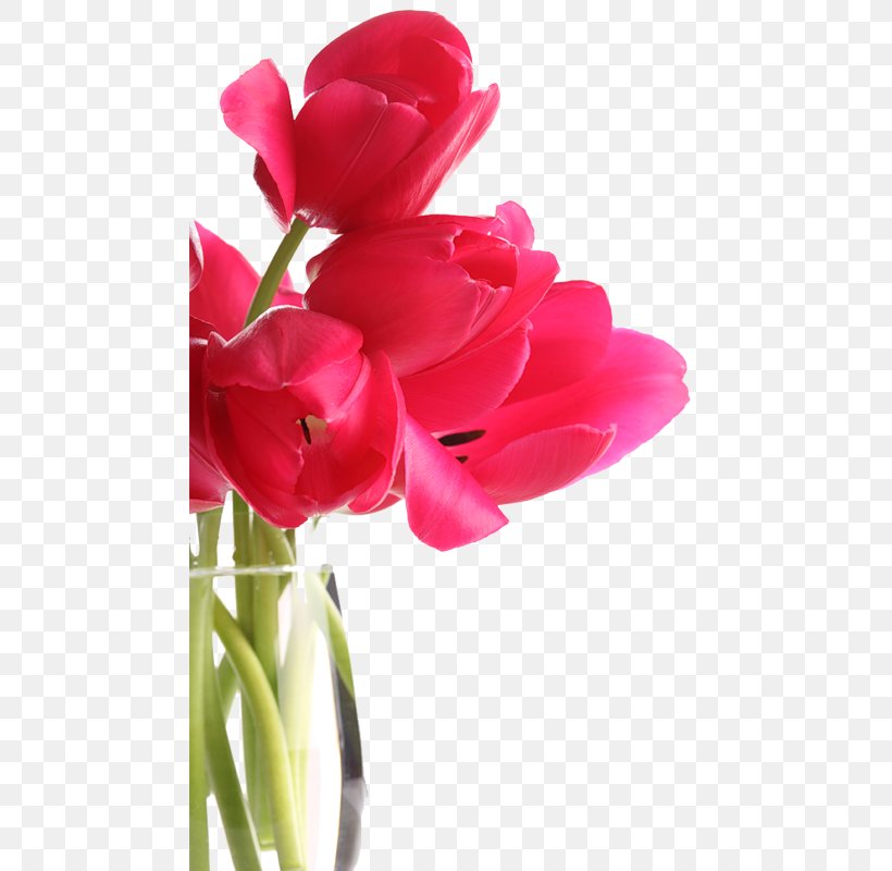 Tulip Flower Red Software, PNG, 472x800px, Tulip, Adobe Flash Player, Computer Network, Cut Flowers, Eleni Anousaki Download Free