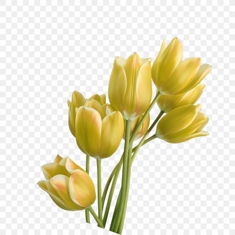 Tulip Yellow Flower, PNG, 1417x1417px, Tulip, Color Printing, Cut Flowers, Fiber, Floral Design Download Free