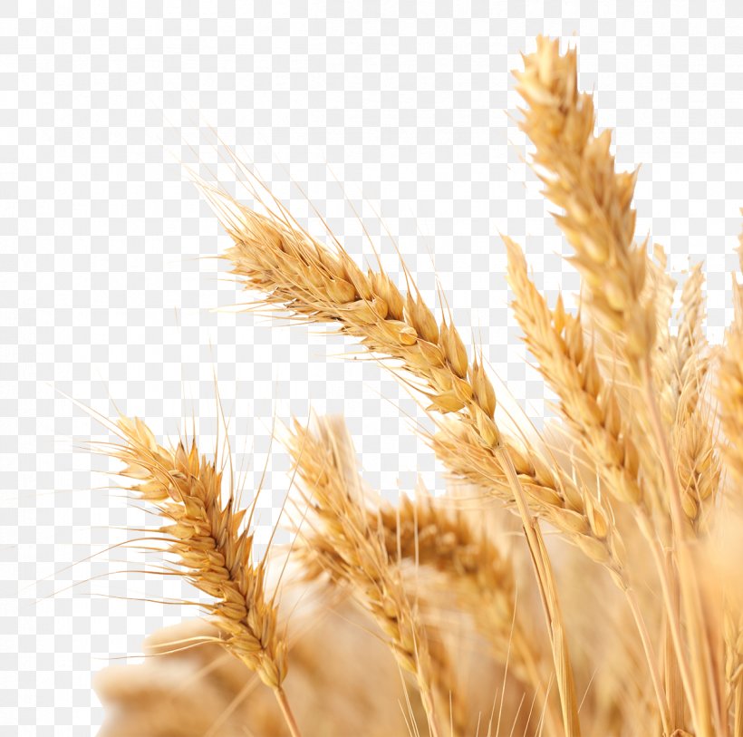 Wheat Harvest Crop, PNG, 1207x1198px, Wheat, Agriculture, Avena, Cereal, Cereal Germ Download Free