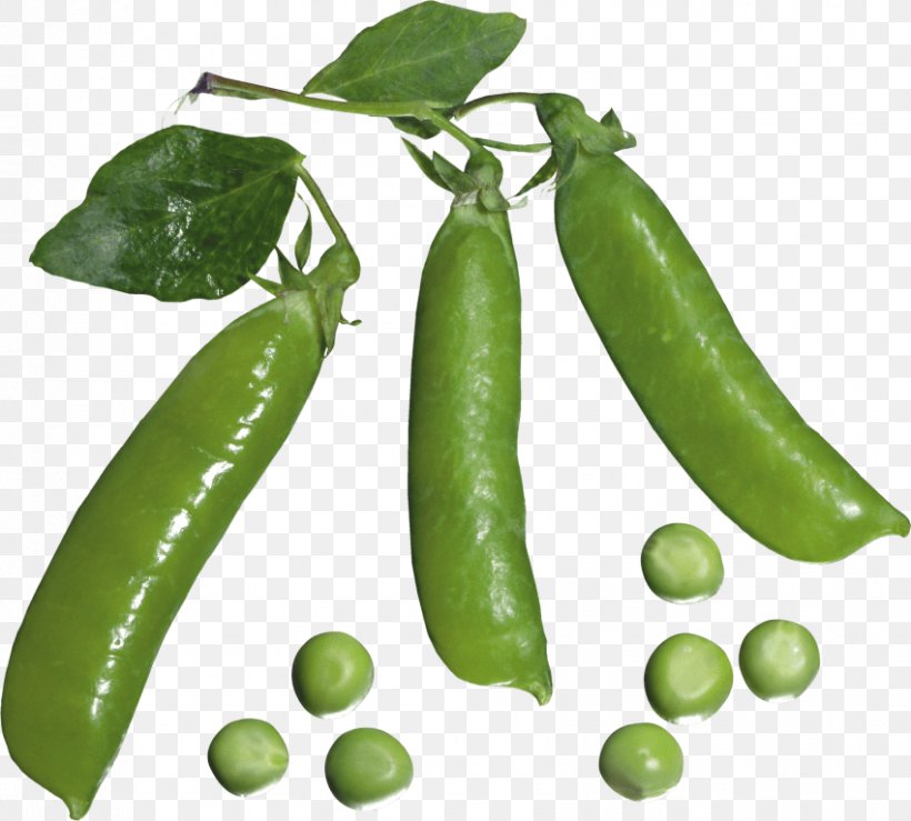 Clip Art Pisum Sativum Vegetable Bean, PNG, 850x767px, Vegetable, Bean, Bell Peppers And Chili Peppers, Chili Pepper, Commodity Download Free