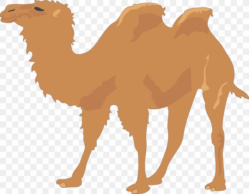 Dromedary Bactrian Camel Clip Art, PNG, 1280x999px, Camel, Arabian Camel, Camel Like Mammal, Cartoon, Clip Art Download Free