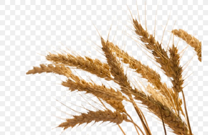 Emmer Rye Oil Einkorn Wheat Sprouting, PNG, 768x534px, Emmer, Barley, Cereal, Cereal Germ, Commodity Download Free