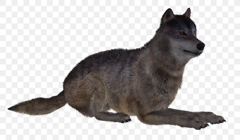 Gray Wolf Fur National Institute For Documentation, Innovation And Educational Research, PNG, 800x478px, Gray Wolf, Carnivoran, Dog Like Mammal, Fauna, Free Mobile Download Free