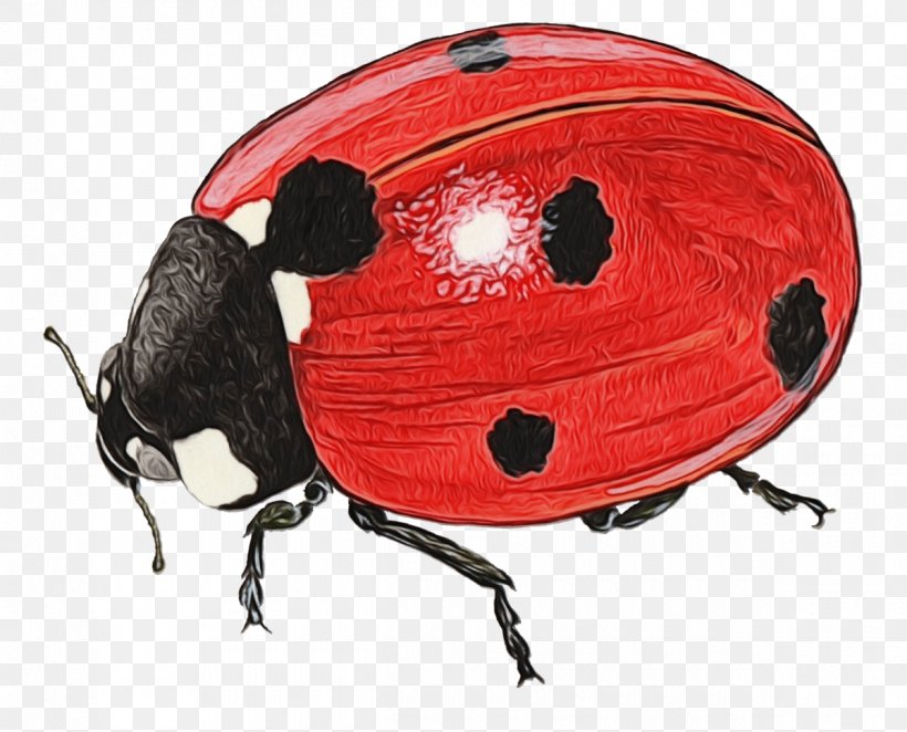 Bicycle Helmets Lady Bird, PNG, 1200x970px, Bicycle Helmets, Arthropod, Beetle, Insect, Invertebrate Download Free