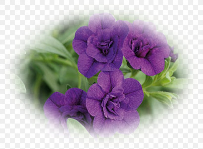 Calibrachoa Annual Plant Petunia Garden, PNG, 892x656px, Calibrachoa, Annual Plant, Blueberry, Flower, Flowering Plant Download Free