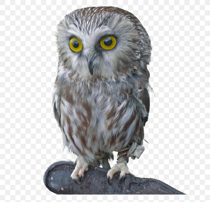 Northern Saw-whet Owl Bird Of Prey Great Grey Owl, PNG, 688x787px, Owl, Aegolius, Animal, Art, Beak Download Free