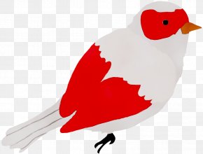 Clip Art Beak Illustration Feather Chicken As Food PNG