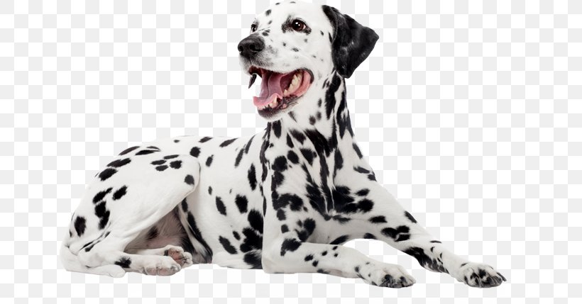 Dalmatian Dog Dog Breed Companion Dog Puppy Non-sporting Group, PNG, 655x429px, Dalmatian Dog, Book, Breed, Carnivoran, Companion Dog Download Free