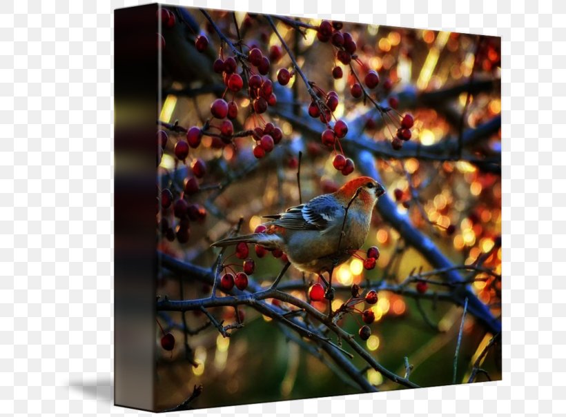 Gallery Wrap Canvas Pine Grosbeak Art, PNG, 650x605px, Gallery Wrap, Art, Beak, Bird, Branch Download Free