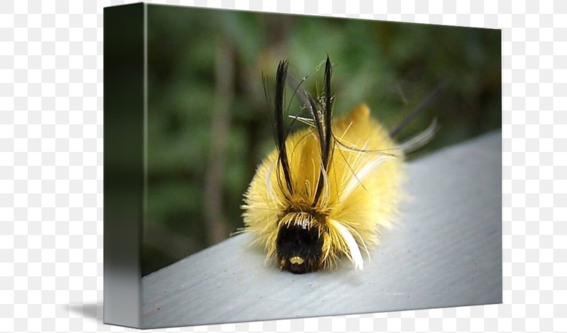 Honey Bee Bumblebee Pollen, PNG, 650x482px, Honey Bee, Arthropod, Bee, Bumblebee, Honey Download Free