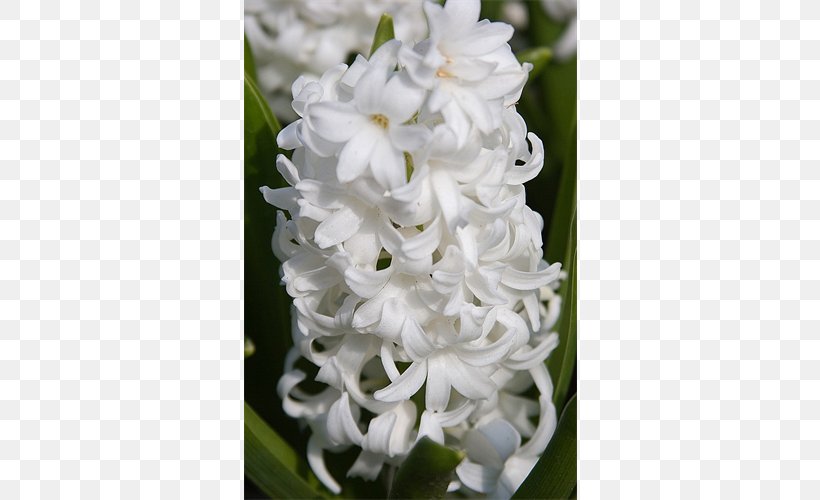 Hyacinth Terra Ceia Farms Bulb Plant Garden, PNG, 500x500px, Hyacinth, Bulb, Dendrobium, Dutch, Dutch People Download Free