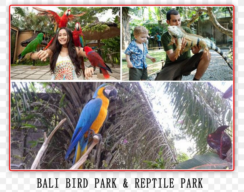 Macaw Fauna Beak Leisure Vacation, PNG, 1600x1263px, Macaw, Animal, Beak, Bird, Fauna Download Free