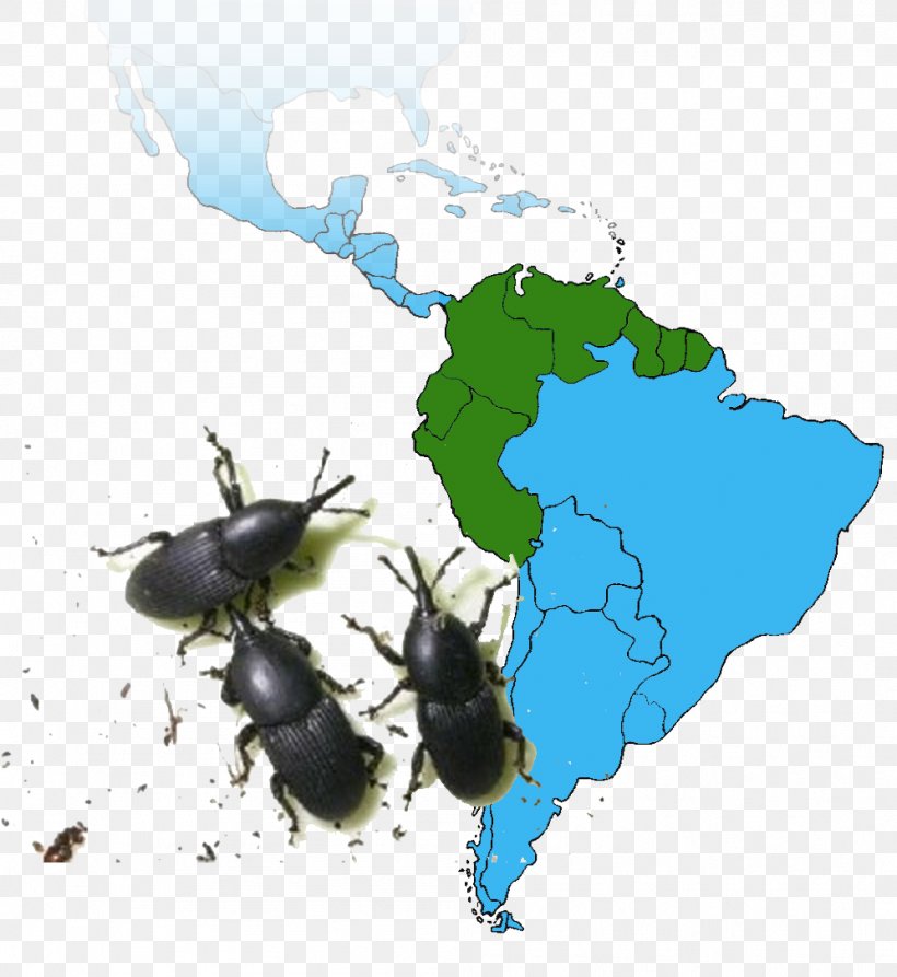 National University Of Colombia Beetle Rhynchophorus Ferrugineus Invasive Species Promosul Meeting Autos Former Sierra, PNG, 996x1085px, National University Of Colombia, Arthropod, Bee, Beetle, Colombia Download Free