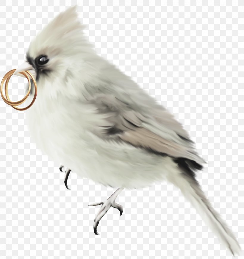 Parrot Bird Feather, PNG, 1695x1800px, Parrot, Animal, Beak, Bird, Fauna Download Free