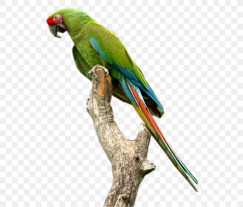 Budgerigar Macaw Parakeet Parrot Image, PNG, 590x700px, Budgerigar, Beak, Bird, Blog, Common Pet Parakeet Download Free