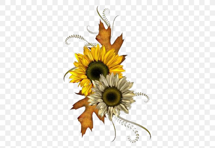 Common Sunflower Autumn Clip Art, PNG, 567x567px, Common Sunflower, Autumn, Autumn Leaf Color, Cut Flowers, Daisy Family Download Free