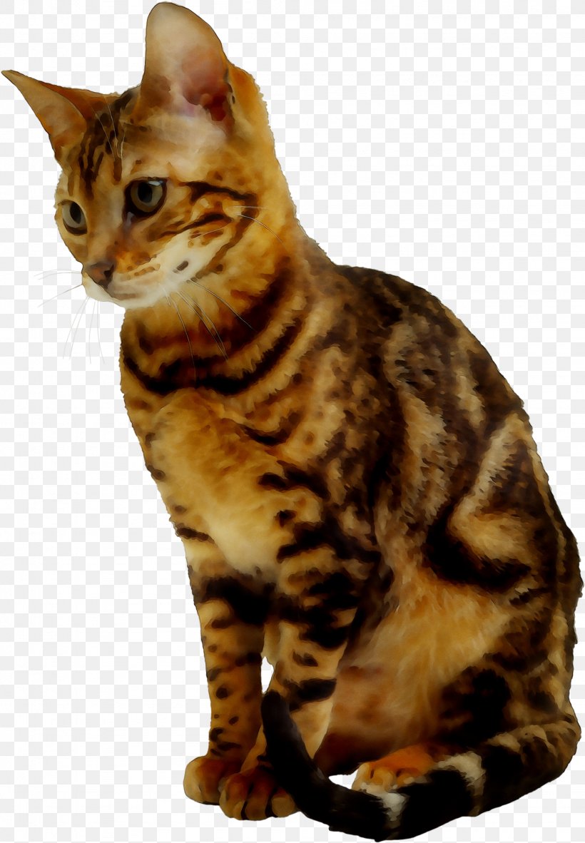 Dragon Li American Shorthair Bengal Cat Toyger Ocicat, PNG, 1949x2811px, Dragon Li, American Bobtail, American Shorthair, American Wirehair, Arabian Mau Download Free