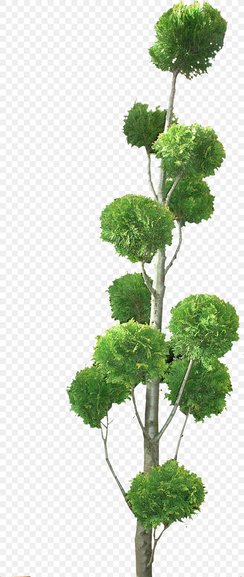 Tree Texture Mapping Topiary 3D Computer Graphics Shrub, PNG, 1046x2468px, 3d Computer Graphics, Tree, Bonsai, Box, Flowerpot Download Free