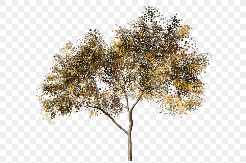 Twig Tree 1,3-Butadiene Autumn Leaf Color, PNG, 600x543px, Twig, Acrylonitrile Butadiene Styrene, Autumn Leaf Color, Branch, Leaf Download Free