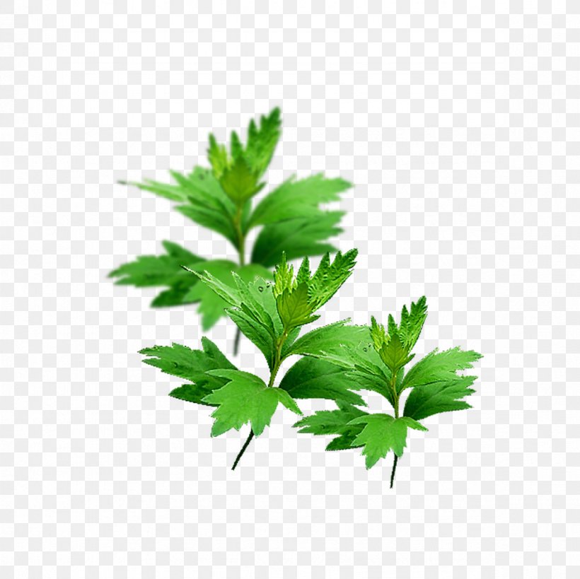 Artemisia Argyi Green Moxibustion Herbaceous Plant Taobao, PNG, 1181x1181px, Artemisia Argyi, Blue, Cervical Vertebrae, Green, Hemp Download Free