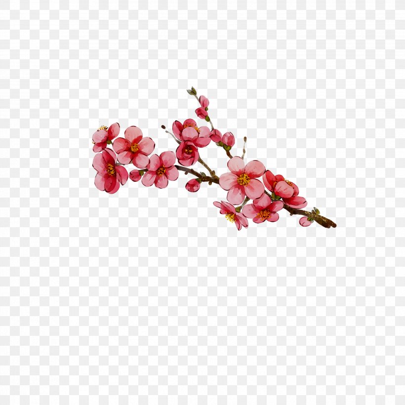 Moth Orchids Cut Flowers ST.AU.150 MIN.V.UNC.NR AD Cherry Blossom, PNG, 3458x3458px, Moth Orchids, Artificial Flower, Blossom, Branch, Cherries Download Free