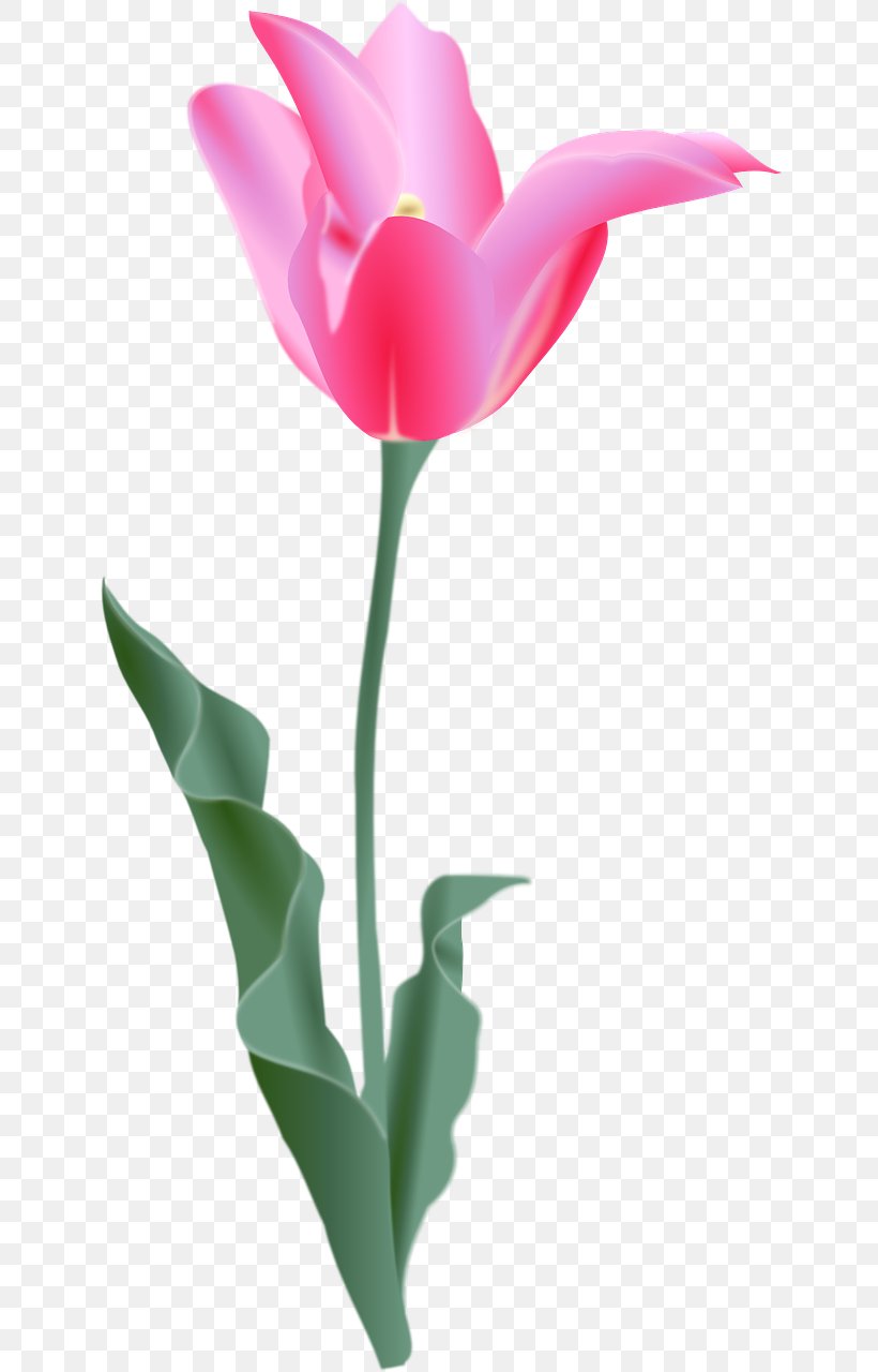 Tulip Flower Clip Art, PNG, 640x1280px, Tulip, Art, Color, Cut Flowers, Flower Download Free