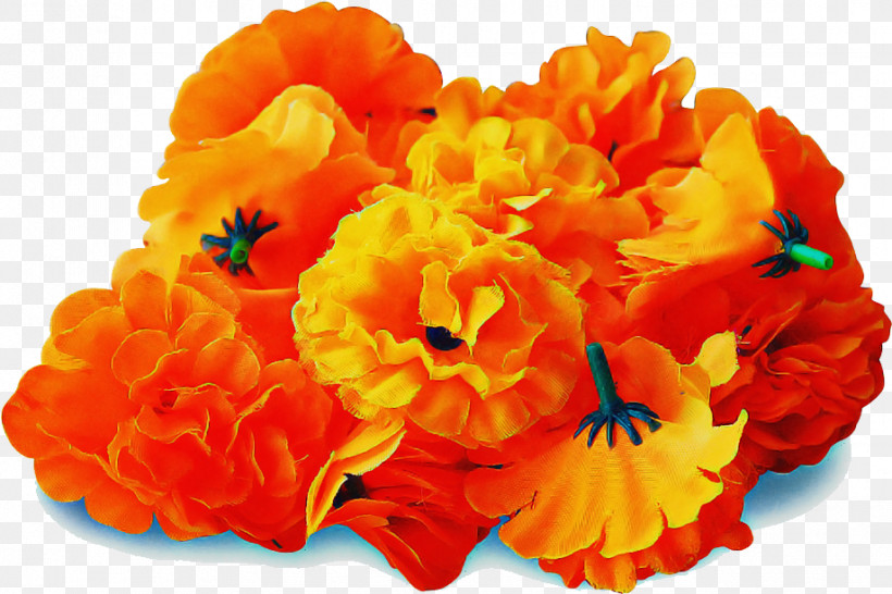 Orange, PNG, 919x613px, Orange, Begonia, Carnation, Cut Flowers, Flower Download Free