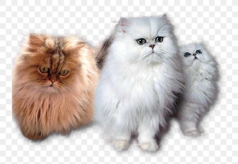 Persian Cat British Semi-longhair Asian Semi-longhair Napoleon Cat Kitten, PNG, 737x566px, Persian Cat, Asian Semi Longhair, Asian Semilonghair, British Semi Longhair, British Semilonghair Download Free