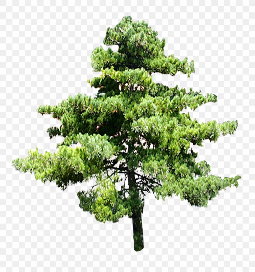 Tree Digital Image Clip Art, PNG, 1197x1280px, 3d Computer Graphics, Tree, Biome, Bonsai, Branch Download Free