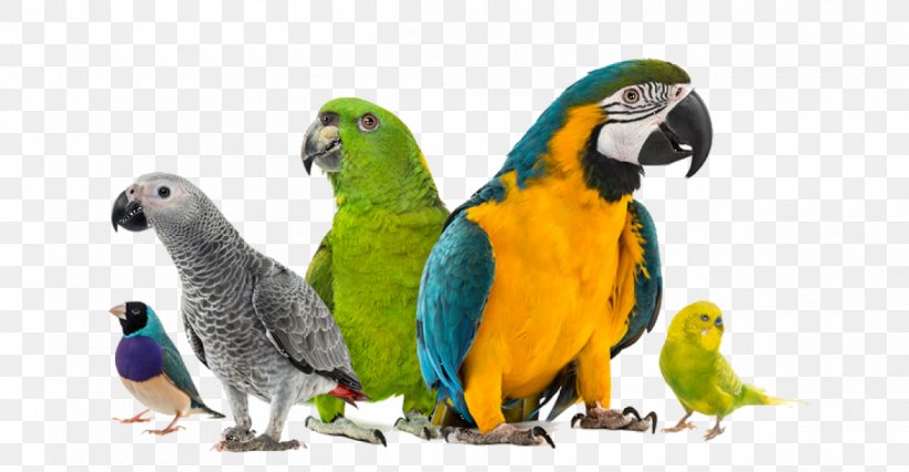Amazon Parrot Cockatiel Bird Companion Parrot, PNG, 1200x624px, Parrot, Amazon Parrot, Beak, Bird, Cage Download Free