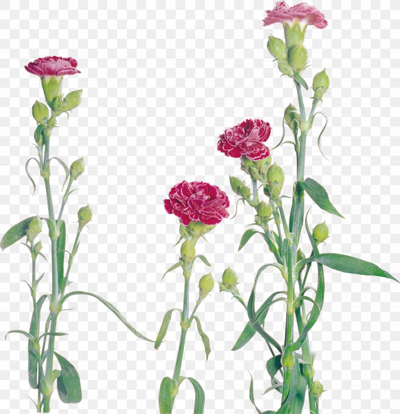 Carnation Flower Dianthus, PNG, 4002x4152px, Carnation, Annual Plant, Computer Software, Cut Flowers, Dianthus Download Free