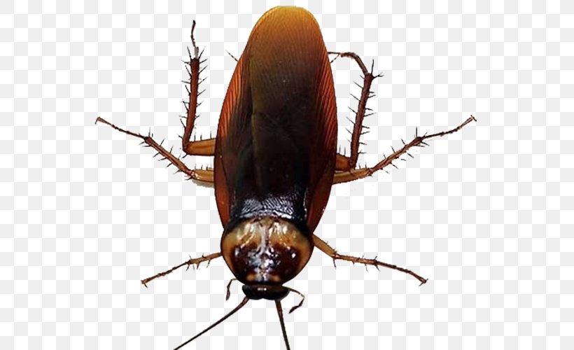 Cockroach Mosquito Insecticide U9664u56dbu5bb3, PNG, 774x500px, Cockroach, Arthropod, Arthropod Mouthparts, Baidu Knows, Beetle Download Free