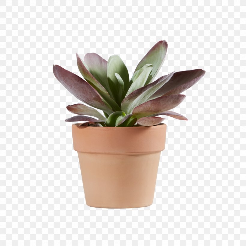 Houseplant Flowerpot, PNG, 1800x1800px, Houseplant, Flower, Flowerpot, Plant Download Free