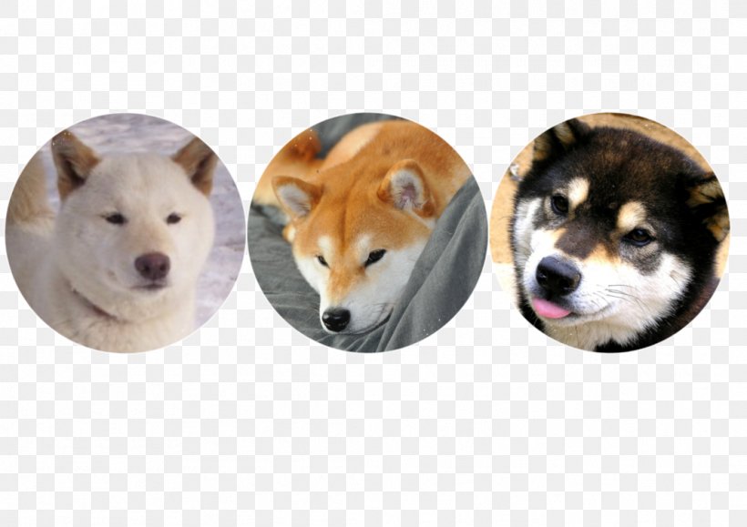 Shiba Inu Shikoku Dog Akita Dog Breed Non-sporting Group, PNG, 1063x751px, Shiba Inu, Akita, Akita Inu, Animal, Breed Download Free