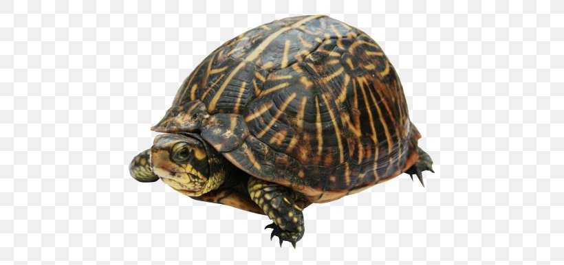 Turtle Clip Art, PNG, 500x386px, Turtle, Box Turtle, Box Turtles, Chelydridae, Common Snapping Turtle Download Free