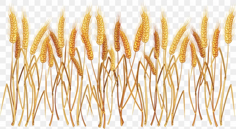 Wheat Clip Art, PNG, 5730x3133px, Common Wheat, Cereal, Commodity, Ear, Food Grain Download Free