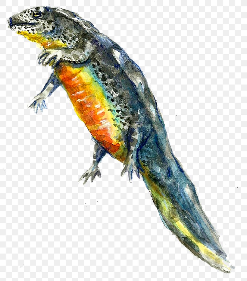 Lizard Amphibian Fauna Beak Fish, PNG, 800x931px, Lizard, Amphibian, Beak, Fauna, Fish Download Free