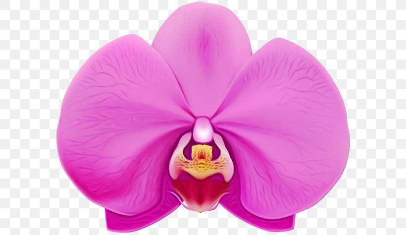 Petal Moth Orchid Pink Violet Flower, PNG, 600x474px, Watercolor, Flower, Flowering Plant, Magenta, Moth Orchid Download Free